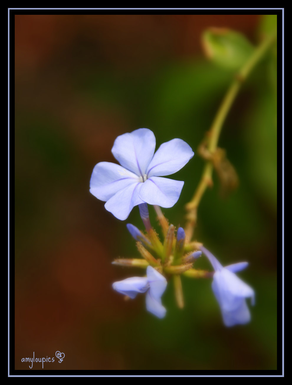 [little+blue+flower.jpg]