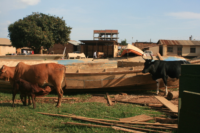 [October+2007+cows+boats+resize.jpg]
