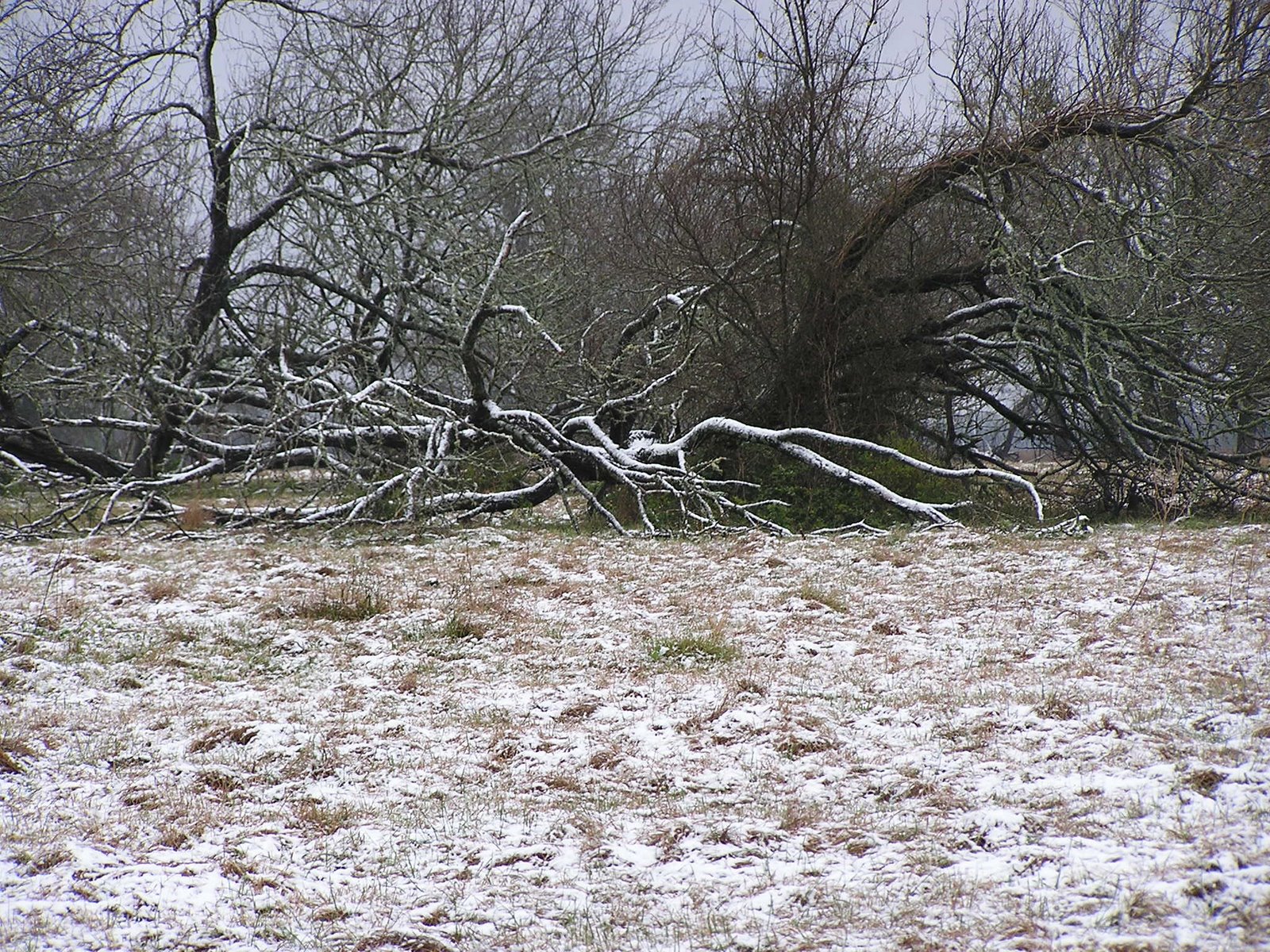 [Snow+on+Tree.JPG]