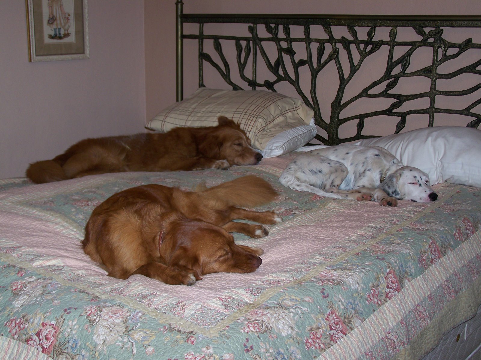 [3+dogs+sleeping+Zoey.jpg]