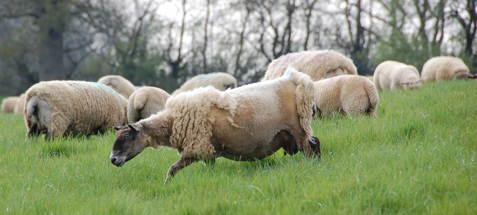 [Sheeps2+20-04-2007+16-18-241.jpg]