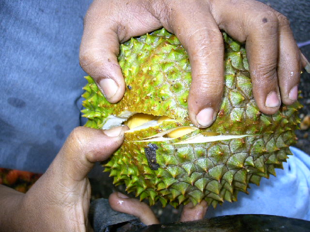 [Durian+004.jpg]