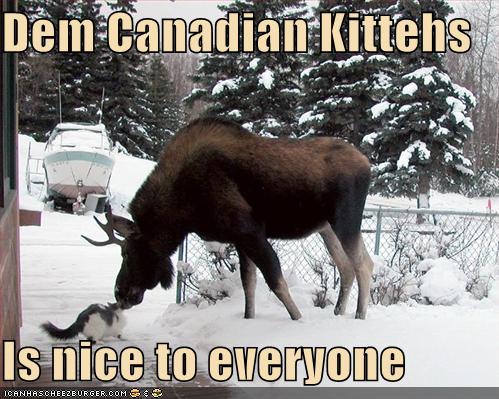 Canadian Kitties