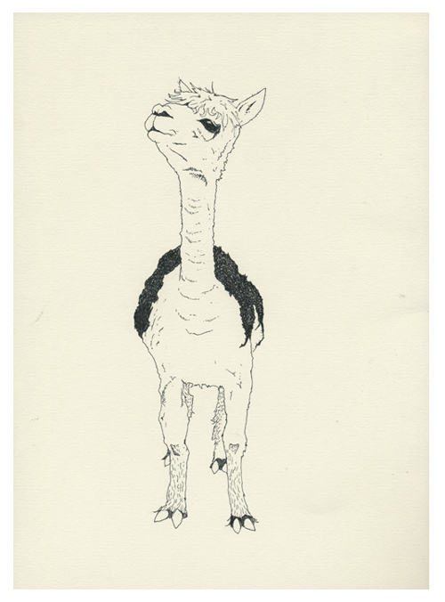 [llama+drawn.jpg]