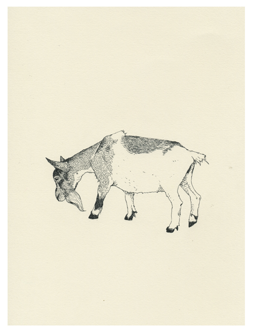 [goat+01.jpg]
