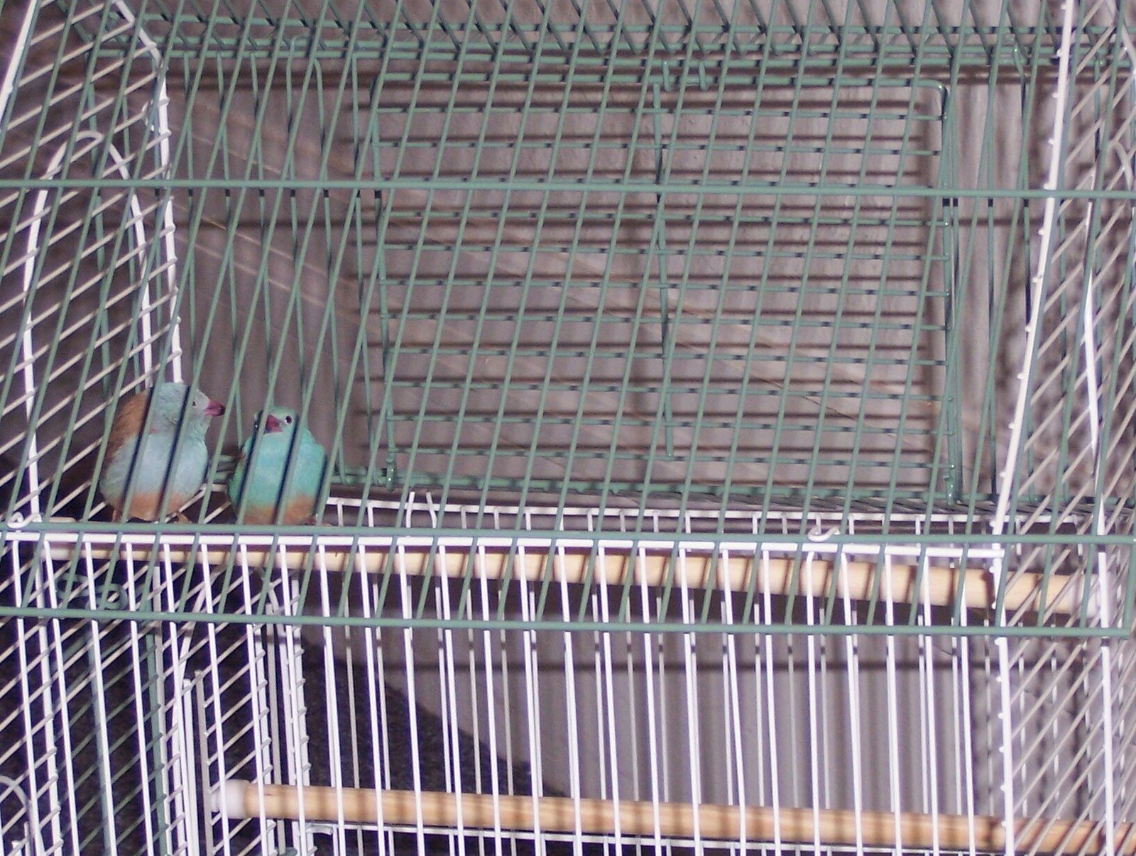 [caged+bird.jpg]