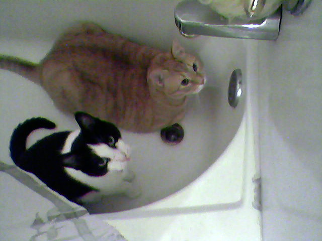 [cats+in+bath.jpg]