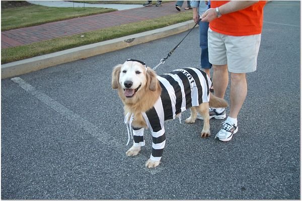 [prison+dog.bmp]
