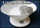 [diet+scales.jpg]