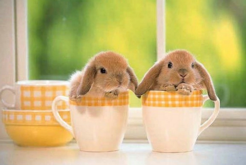 [bunnies_cups.jpg]