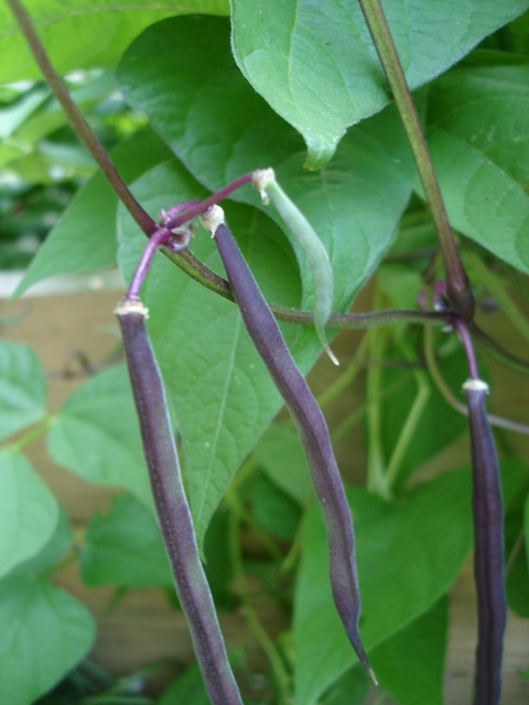 [purple+beans.JPG]