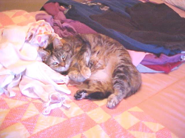 [Pippi+cuddling+with+laundry.jpg]