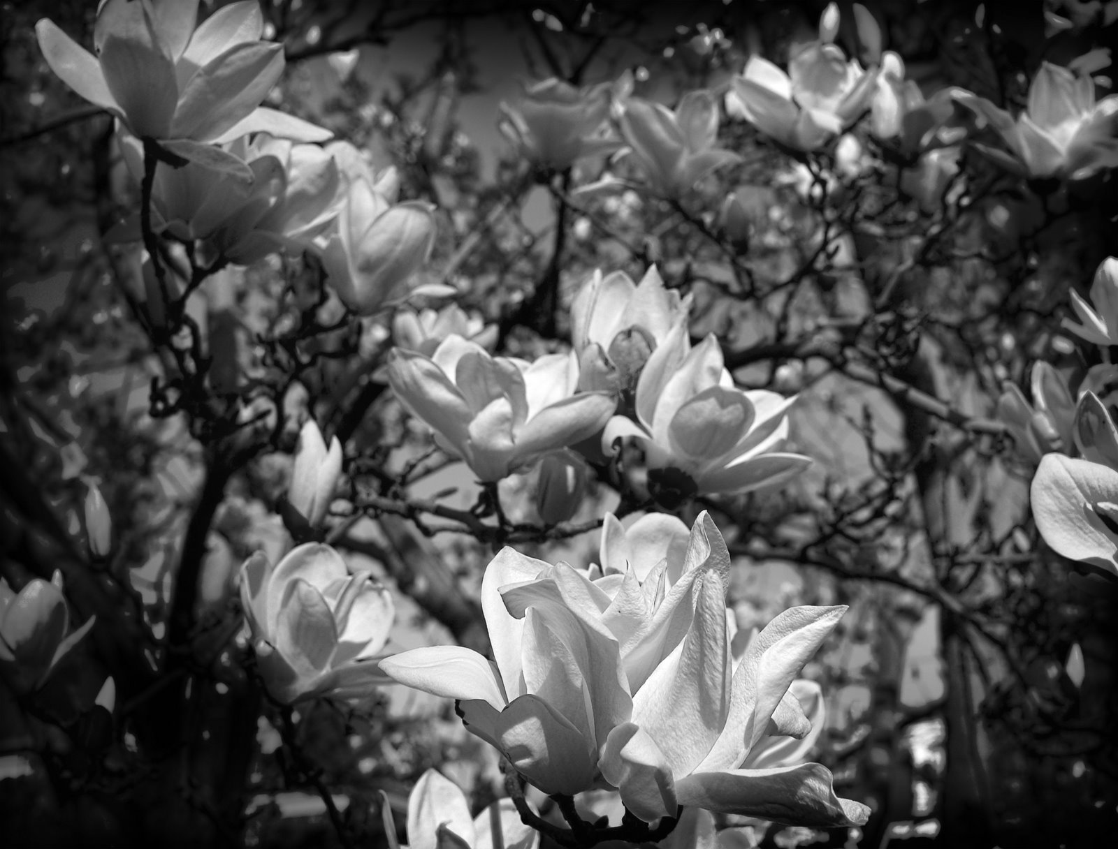 [6432_Magnolia+Flowers+BW.jpg]