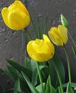 [tulipa+amarela.jpg]