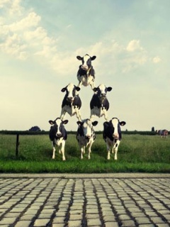 [Cows.jpg]