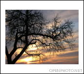 [sunset+tree.JPG]
