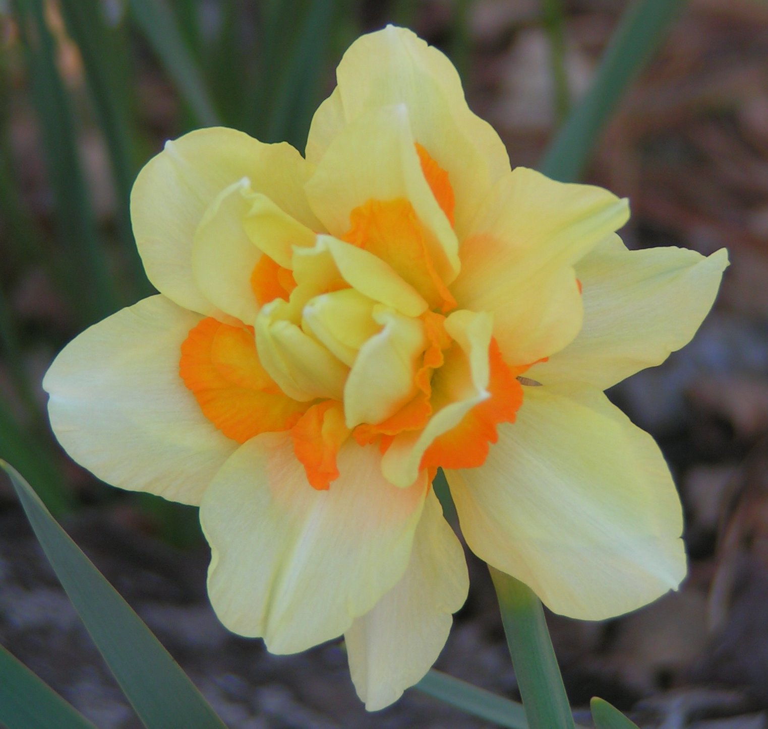 [daffodil1.JPG]