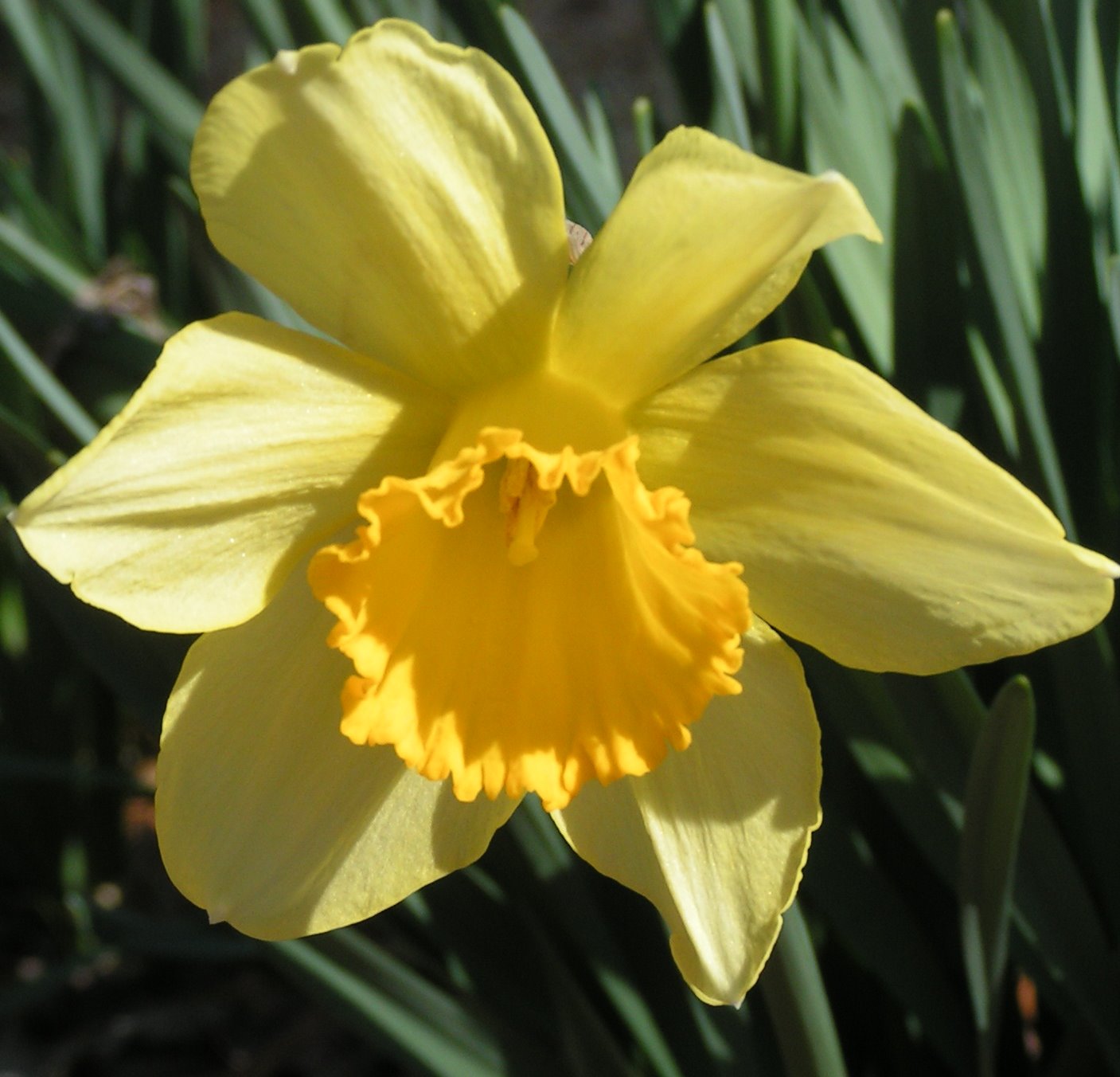 [daffodil3.JPG]