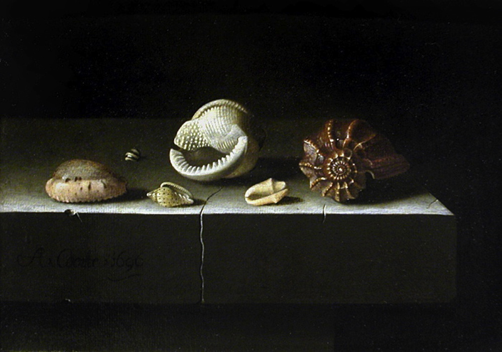 [Coorte-Coquillages-Louvre1.JPG]