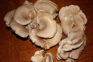 [oyster+mushrooms.jpg]