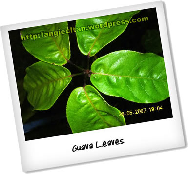 [guava-leaves-polaroid.jpg]