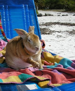 [beach-chair-bunny-picture.jpg]