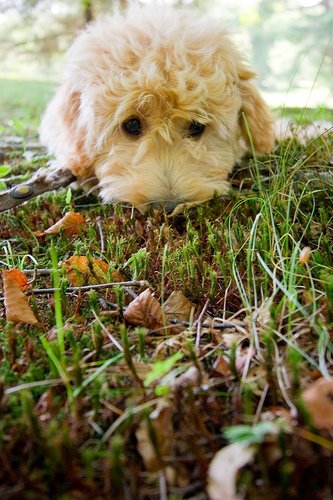 [puppy+grass.jpg]