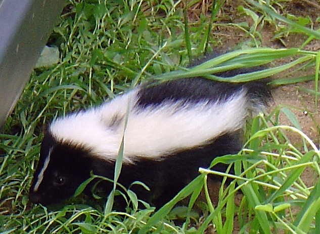 [skunk-1.jpg]