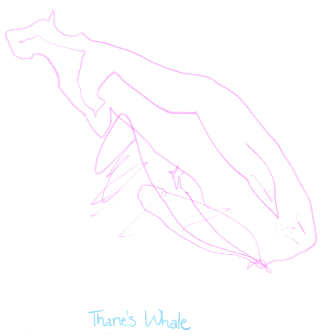 [whale-drawing.jpg]