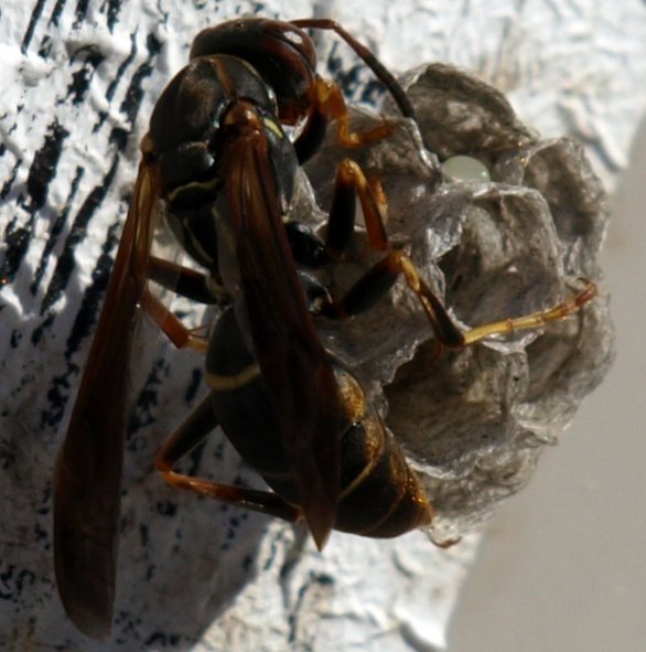 [wasp-nest.jpg]