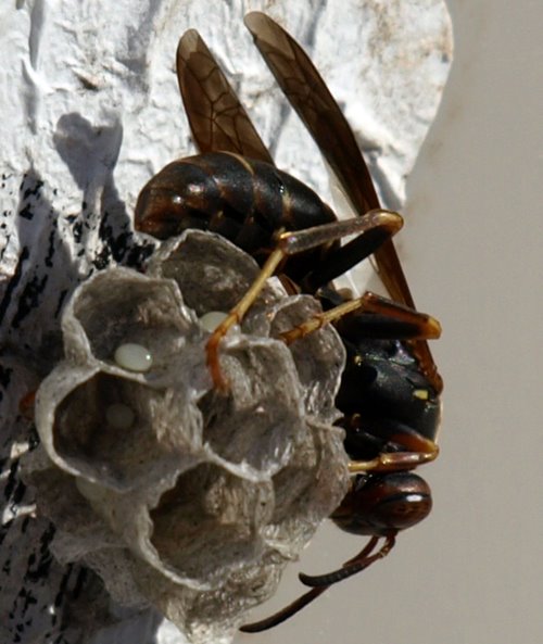 [wasp-nest3.jpg]