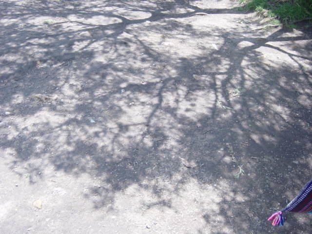 [mexico+tree+shadows.JPG]