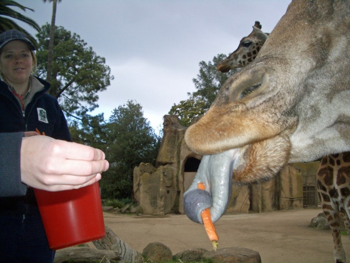 [Tom+feeding+giraffe+smaller.jpg]