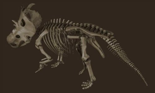 [Pachyrinosaurus-RiverOfDeath-site-med.jpg]
