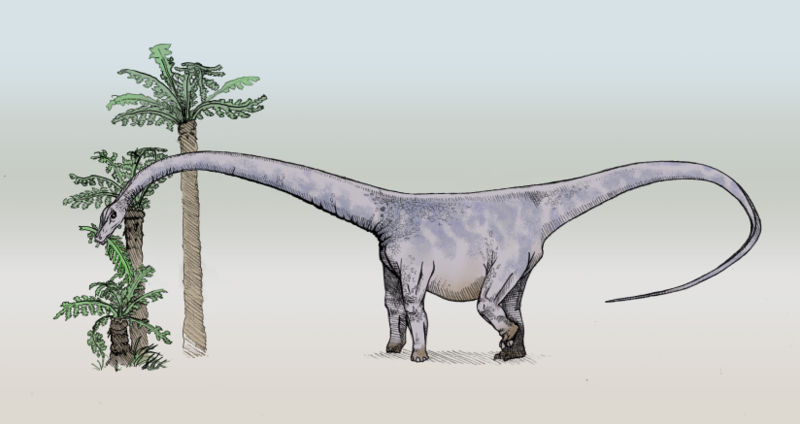 [800px-Barosaurus-sketch3.jpg]
