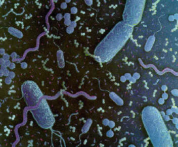 [bacteria.2.JPG]