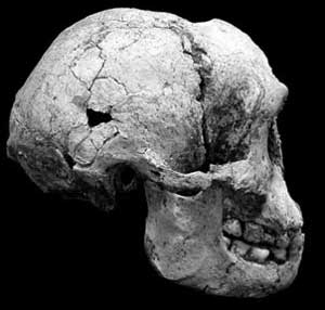 [homo-floresiensis-skull.jpg]