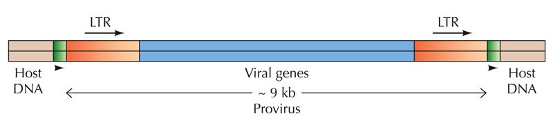 [Cell-MolecularApproach-viralDNA.jpg]