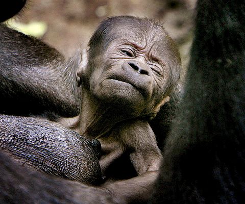 [bebe+gorila.jpg]