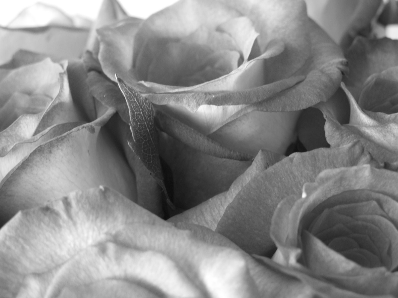 [2-15-08+Valentine+Roses+044.jpg]