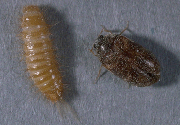 [Varried+carpet+beetle+and+larva.gif]