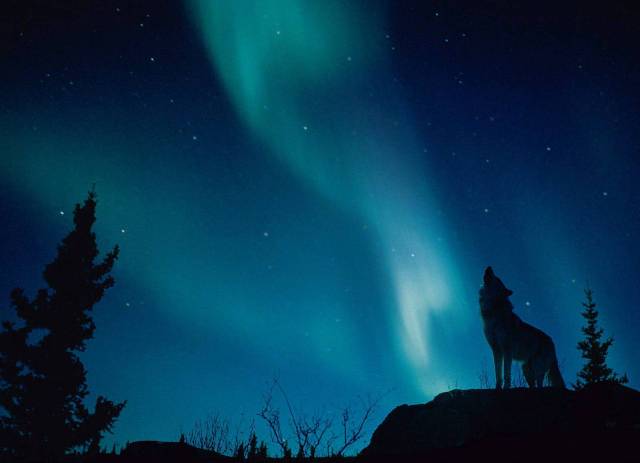 [lobo+y+aurora+boreal.jpg]