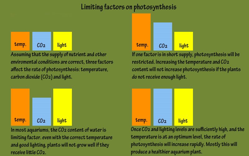 [Limiting+factors+on+photosynthesis.jpg]