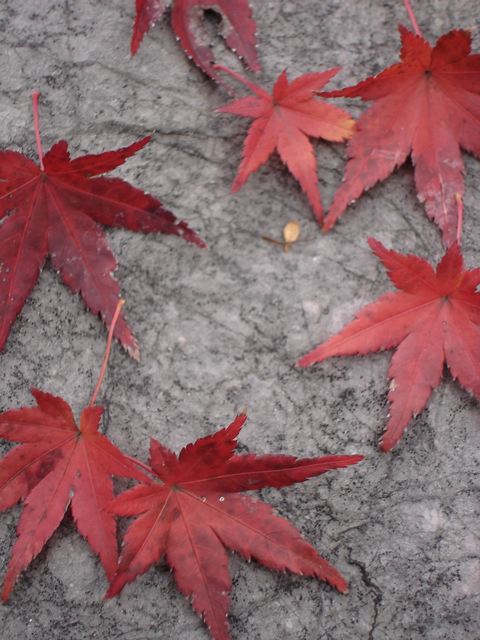 [autumn+leaves]