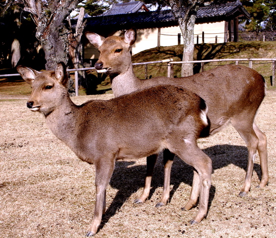 [Nara+Deer]
