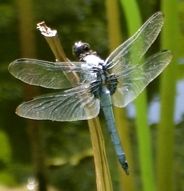 [dragonfly]