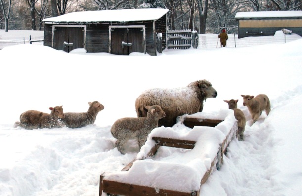 [Lambs+in+snow+2+mini.JPG]