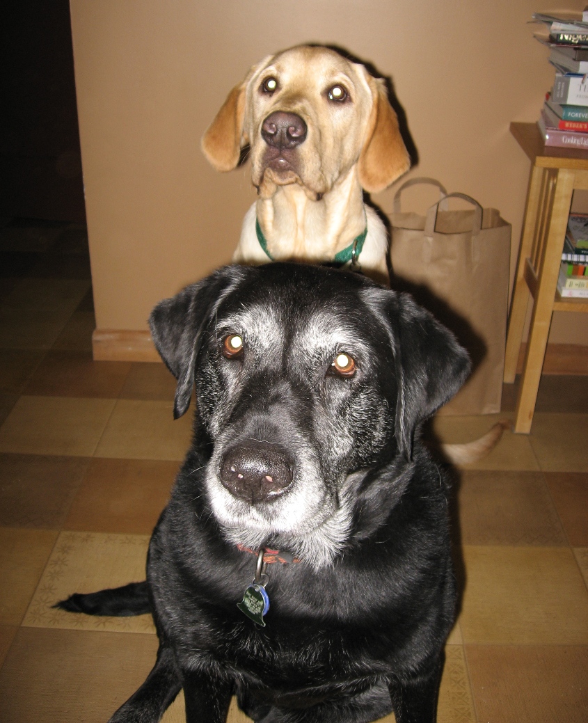 [Sam+and+Jake+looking+for+treats.jpg]