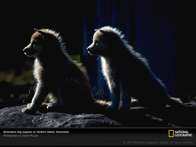 [wild-dog-pups-botswana-522085-sw.jpg]