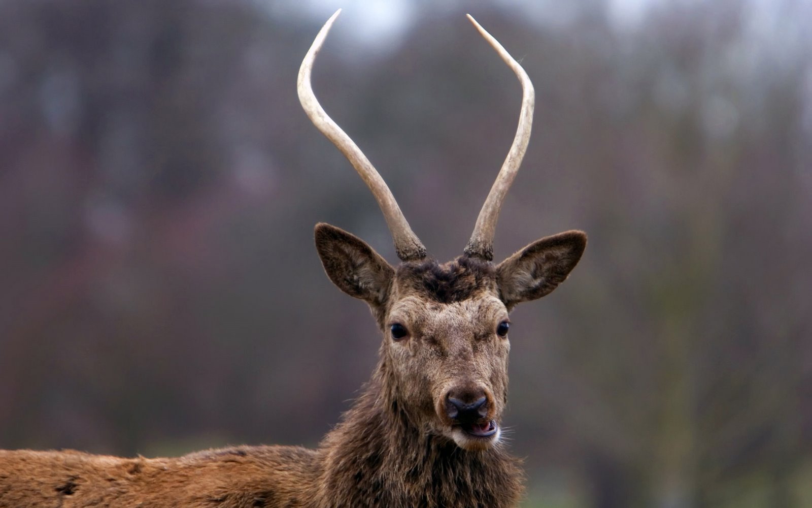 [young-stags-head.jpg]